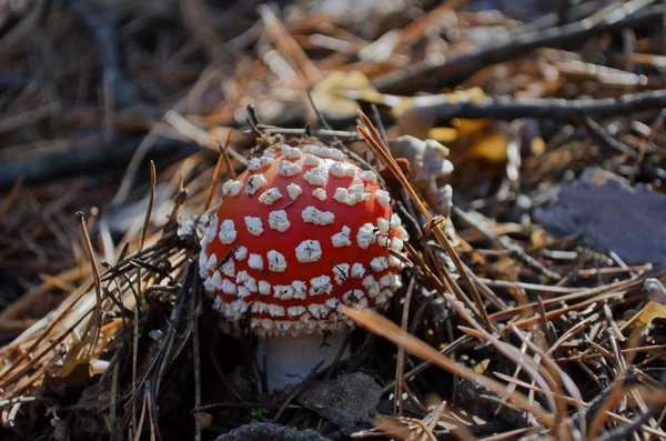 Small Red Fly Agaric Dry Pine Needles Hallucinogenic Poisonous Mushroom — Stock Photo, Image
