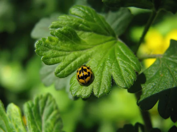 Mariquita Amarilla Sobre Una Hoja Verde Jardín Hábitat Natural Fauna —  Fotos de Stock