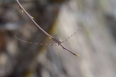 Acanthocinus aedilis. Binturongun doğal yaşam ortamı bir şube oduncu böceği oturur. Ukrayna faunası. Sığ derinlik-in tarla, portre.