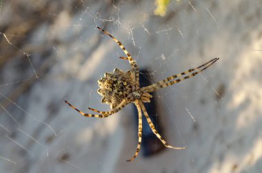 Araneidae. Binturongun doğal yaşam ortamı içinde spiderweb Argiope lobata örümcek. Ukrayna faunası. Sığ derinlik-in tarla, portre.
