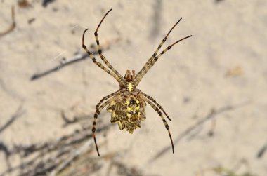 Araneidae. Binturongun doğal yaşam ortamı içinde spiderweb Argiope lobata örümcek. Ukrayna faunası. Sığ derinlik-in tarla, portre.