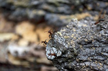 Takım orman karıncalar, eski günlüğü içinde onların ev korur. Ukrayna faunası. Sığ derinlik-in tarla, portre.