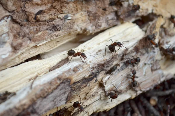 Takım orman karıncalar, eski günlüğü içinde onların ev korur. Ukrayna faunası. Sığ derinlik-in tarla, portre.