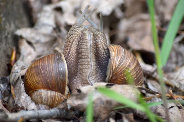 Gastropods Dois Caracóis Terrestres Durante Acasalamento Seu Habitat Natural Fauna — Fotografia de Stock