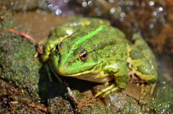绿色青蛙坐在池塘岸边的一个自然栖息地 乌克兰的动物区系 浅层景深 — 图库照片