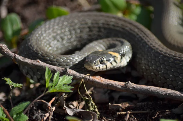 Zaskroniec Łące Jego Naturalnym Środowisku Fauna Ukrainy Płytkiej Głębi Ostrości — Zdjęcie stockowe