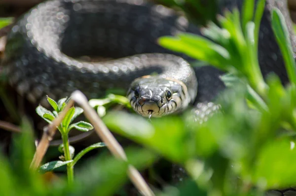 Grass snake lurking in the grass. Fauna of Ukraine. Shallow depth of field, close-up.