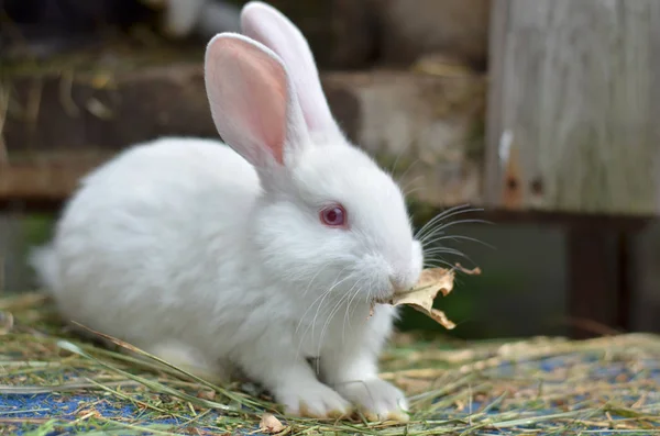 Young white rabbit on a private farm in Ukraine. Shallow depth of field, close-up.