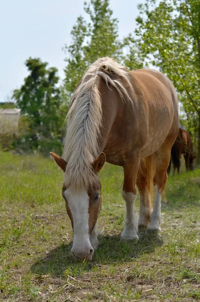 Pferd Weidet Auf Einer Weide Ukrainischen Dorf Nahaufnahme — Stockfoto