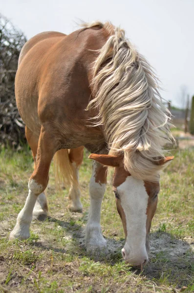 Pferd Weidet Auf Einer Weide Ukrainischen Dorf Nahaufnahme — Stockfoto