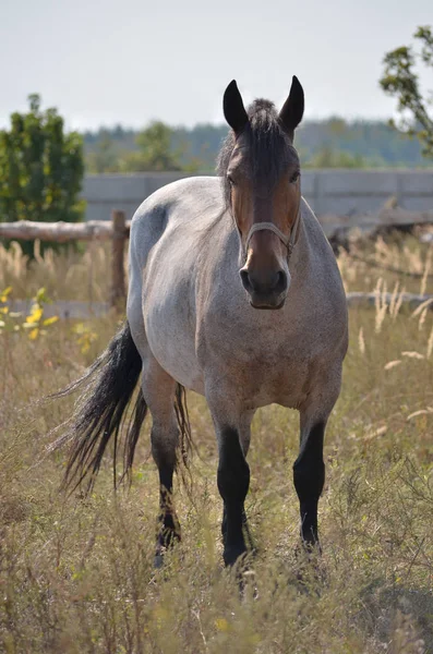 Häst Bete Ukrainska Byn Närbild — Stockfoto
