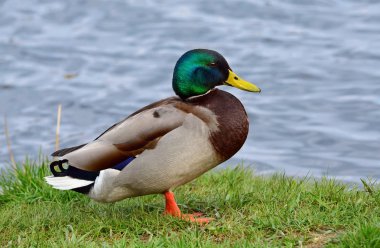 Yaban ördeği - Anas platyrhynchos, erkek. Binturongun doğal yaşam ortamı su yeşil çimenlerin üzerinde bir yaban ördeği ayakta. Ukrayna faunası. Portre.