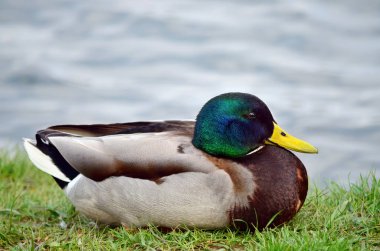 Yaban ördeği - Anas platyrhynchos, erkek. Binturongun doğal yaşam ortamı suya yakın yeşil çimenlerin üzerinde yaban ördeği oturur. Ukrayna faunası. Portre.