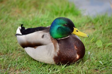 Yaban ördeği - Anas platyrhynchos, erkek. Binturongun doğal yaşam ortamı bir nehir tarafından yeşil çimenlerin üzerinde yaban ördeği oturur. Ukrayna faunası. Portre.