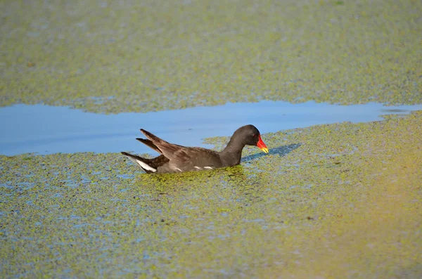 Gallinula Chloropus Common Moorhen Swims Pond Its Natural Habitat Fauna — Stock Photo, Image