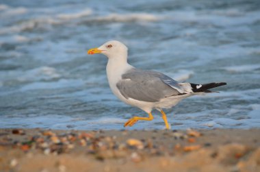 Sarı bacaklı martı - Larus michahellis. Binturongun doğal yaşam ortamı suya yakın Karadeniz kıyısında martı. Ukrayna faunası.