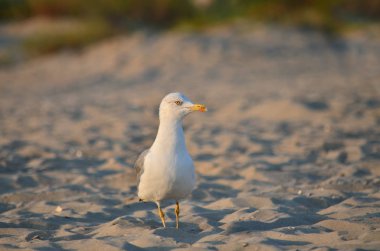 Sarı bacaklı martı - Larus michahellis. Martı'doğal habitatları kumlu Karadeniz kıyısında. Ukrayna faunası.