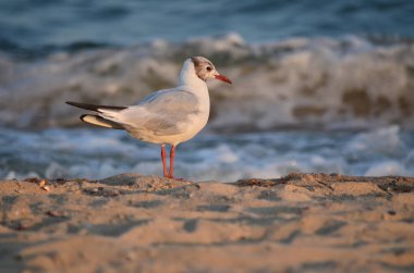 Martı'doğal habitatları kumlu Karadeniz kıyısında. Ukrayna faunası.