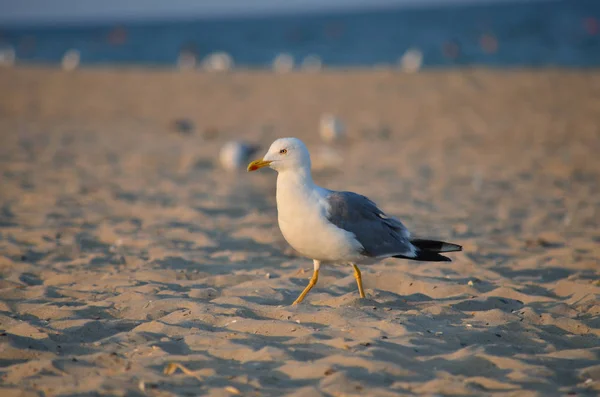 Sarı bacaklı martı - Larus michahellis. Martı'doğal habitatları kumlu Karadeniz kıyısında. Ukrayna faunası.