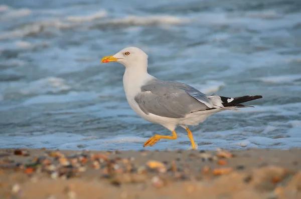 Yellow Legged Gull Larus Michahellis Seagull Black Sea Coast Water — Stock Photo, Image