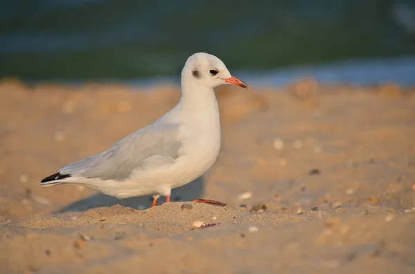 Gull Sandy Black Sea Coast Its Natural Habitat Fauna Ukraine — Stock Photo, Image