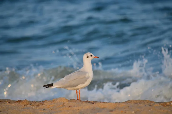 Seagull on the sandy Black Sea coast in its natural habitat. Fauna of Ukraine.