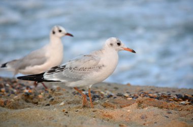 Martılar Karadeniz kıyısında doğal habitatları suya yakın. Ukrayna faunası.