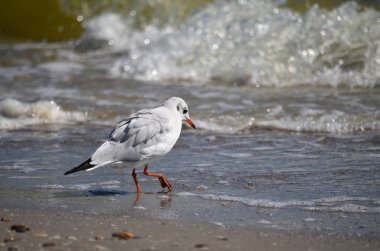 Martı doğal Habitat gıda arıyorum suya yakın Karadeniz kıyısında. Ukrayna faunası.