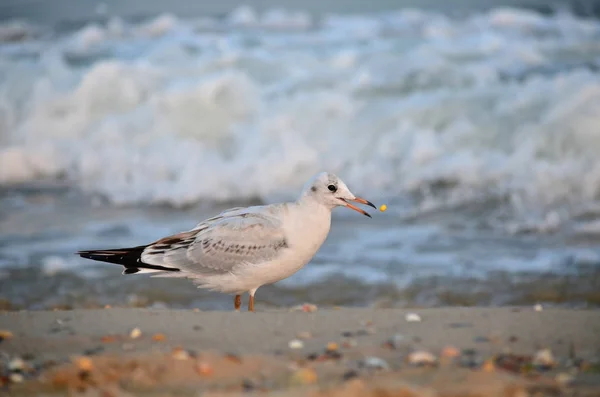 Seagull on the Black Sea coast near the water looking for food in the natural habitat. Fauna of Ukraine.
