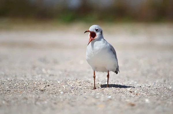Gull on the sandy Black Sea coast in its natural habitat. Fauna of Ukraine.