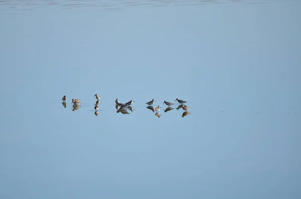 Grupo Calidris Procura Comida Seu Habitat Natural Fauna Ucrânia — Fotografia de Stock