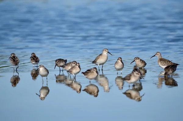 Calidris Group Seeks Food Its Natural Habitat Fauna Ukraine Shallow — Stock Photo, Image