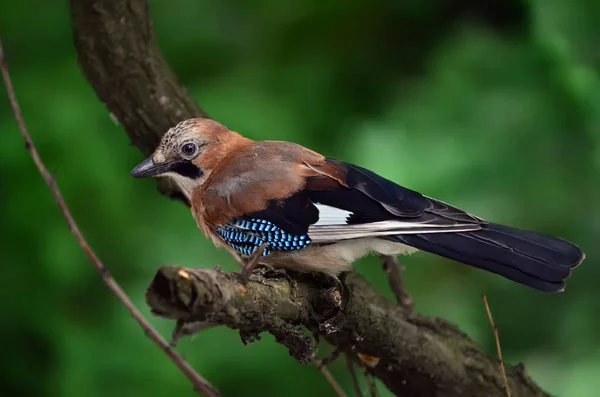 Gaio Eurasiano Garrulus Glandarius Jay Senta Ramo Uma Árvore Habitat — Fotografia de Stock