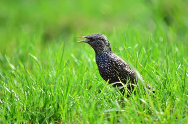 Ortak starling - Sturnus vulgaris. Starling yeşil çim doğal bir yaşam alanı içinde oturuyor. Ukrayna faunası. Sığ derinlik-in tarla, portre.