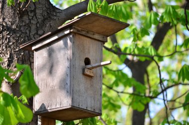Yazdirmak. Parkta bir ağaçta kuş yuvası.