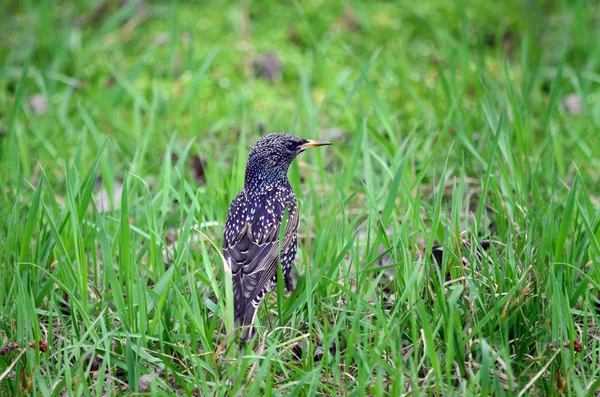 Estorninho Comum Sturnus Vulgaris Estornando Uma Grama Verde Dia Primavera — Fotografia de Stock