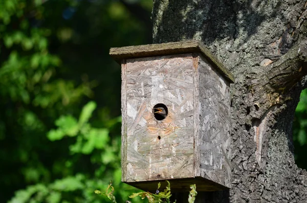 Młody Szpak Nestbox Fauna Ukrainy — Zdjęcie stockowe