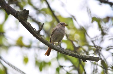 Kara kızılkuyruk veya siyah redtail - Phoenicurus ochruros. Kadın da şube üzerinde oturuyor. Ukrayna faunası. Sığ derinlik-in tarla, portre.