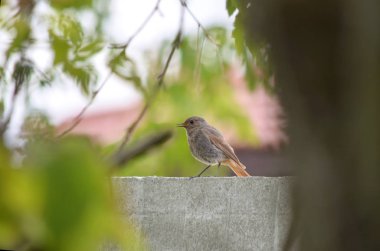 Kara kızılkuyruk veya siyah redtail - Phoenicurus ochruros. Çit oturan kadın da. Ukrayna faunası. Sığ derinlik-in tarla, portre.
