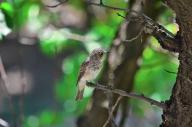 Benekli sinekkapan - Muscicapa striata. Benekli sinekkapan bir dalda oturuyor. Ukrayna faunası.