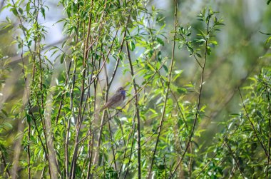 Bluethroat - Luscinia svecica. Bir erkek bluethroat bir dal üzerinde oturmuş şarkı söylüyor. Ukrayna faunası.