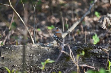 Ortak ispinoz - Fringilla coelebs. Erkek ispinoz bir oturum. Ukrayna faunası.