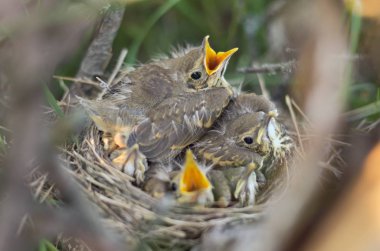 Yuva doğal ortamlarında bir şarkı ardıç (Turdus philomelos) fledglings. Ukrayna faunası. Sığ derinlik-in tarla, portre.