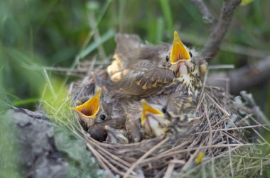 Yuva bir şarkı ardıç (Turdus philomelos) fledglings yemek için bekliyor. Ukrayna faunası. Sığ derinlik-in tarla, portre.