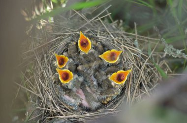 Beş yeni doğan bebek kuşların gagaları geniş ile bir şarkı ardıç (Turdus Philomelos) açmak için gıda soruyorlar. Ukrayna faunası. Sığ derinlik-in tarla, portre.
