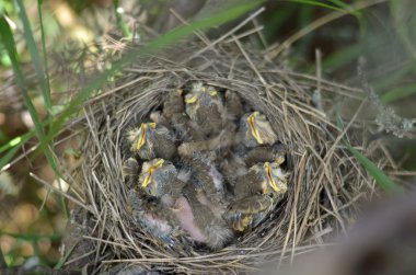 Bir şarkı ardıç kuşu (Turdus Philomelos) doğal ortamlarında yuvada beş yavrular. Ukrayna faunası. Sığ derinlik-in tarla, portre.