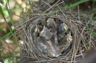 Beş şarkı ardıç (Turdus Philomelos) doğal ortamlarında yuvadaki kuşlar bebeğim. Ukrayna faunası. Sığ derinlik-in tarla, portre.