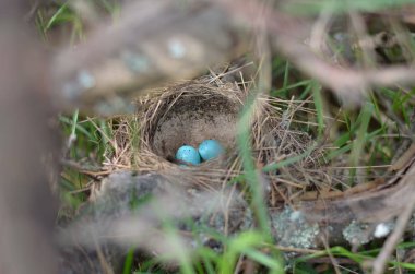 Şarkı ardıç - Turdus Philomelos yuvası. Bir şarkı pamukçuk doğal ortamlarında yuvada beş turkuaz benekli yumurta. Ukrayna faunası. Sığ derinlik-in tarla.