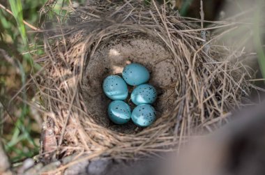 Şarkı ardıç - Turdus Philomelos yuvası. Bir şarkı pamukçuk doğal ortamlarında yuvada beş turkuaz benekli yumurta. Ukrayna faunası. Sığ derinlik-in tarla, portre.