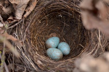 Avrasya blackbird - Turdus merula yuvası. Bir ortak blackbird'ın yuvaya doğal ortamlarında üç turkuaz benekli yumurta. Ukrayna faunası. Sığ derinlik-in tarla, portre.